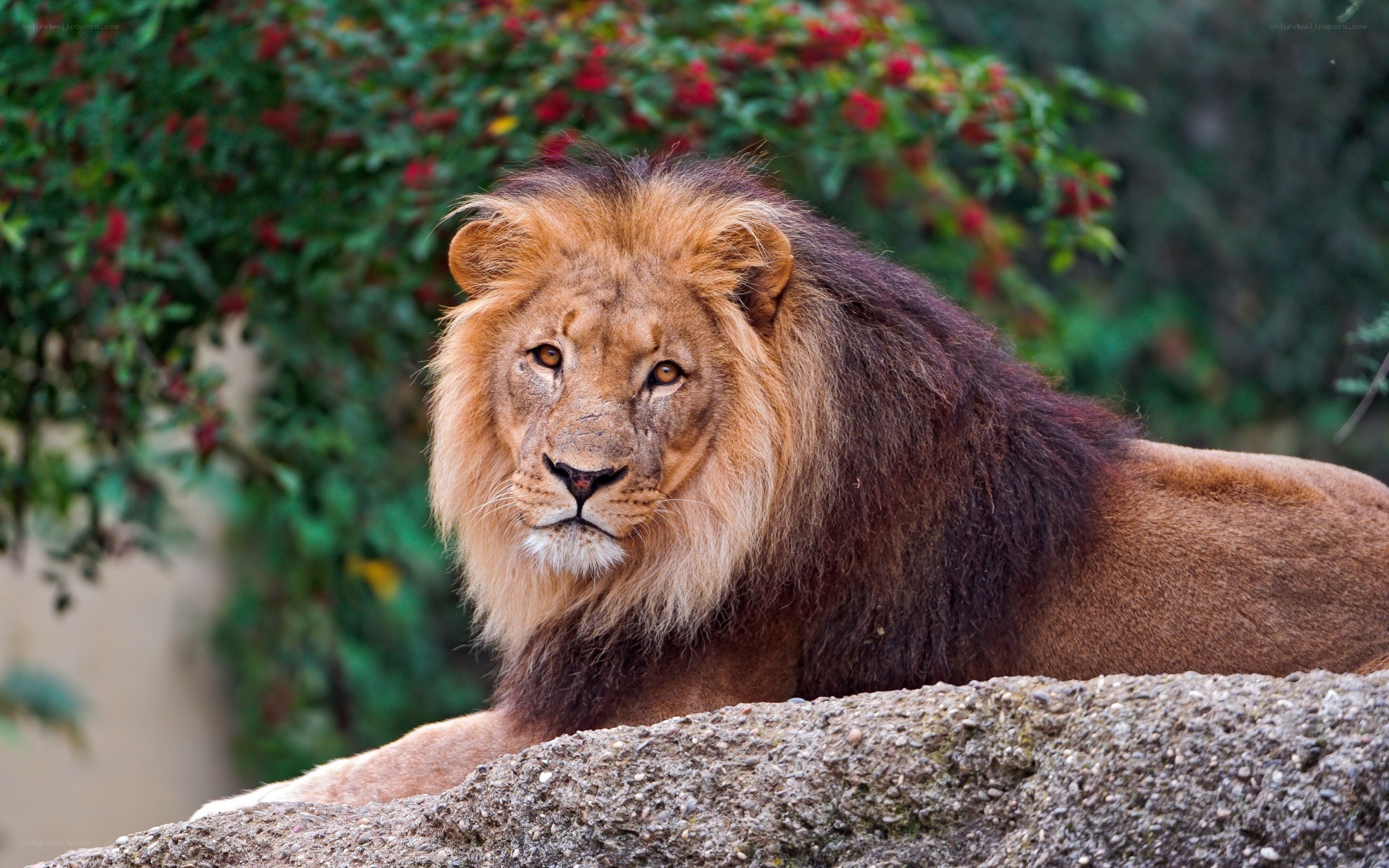 Lion resting on a rock