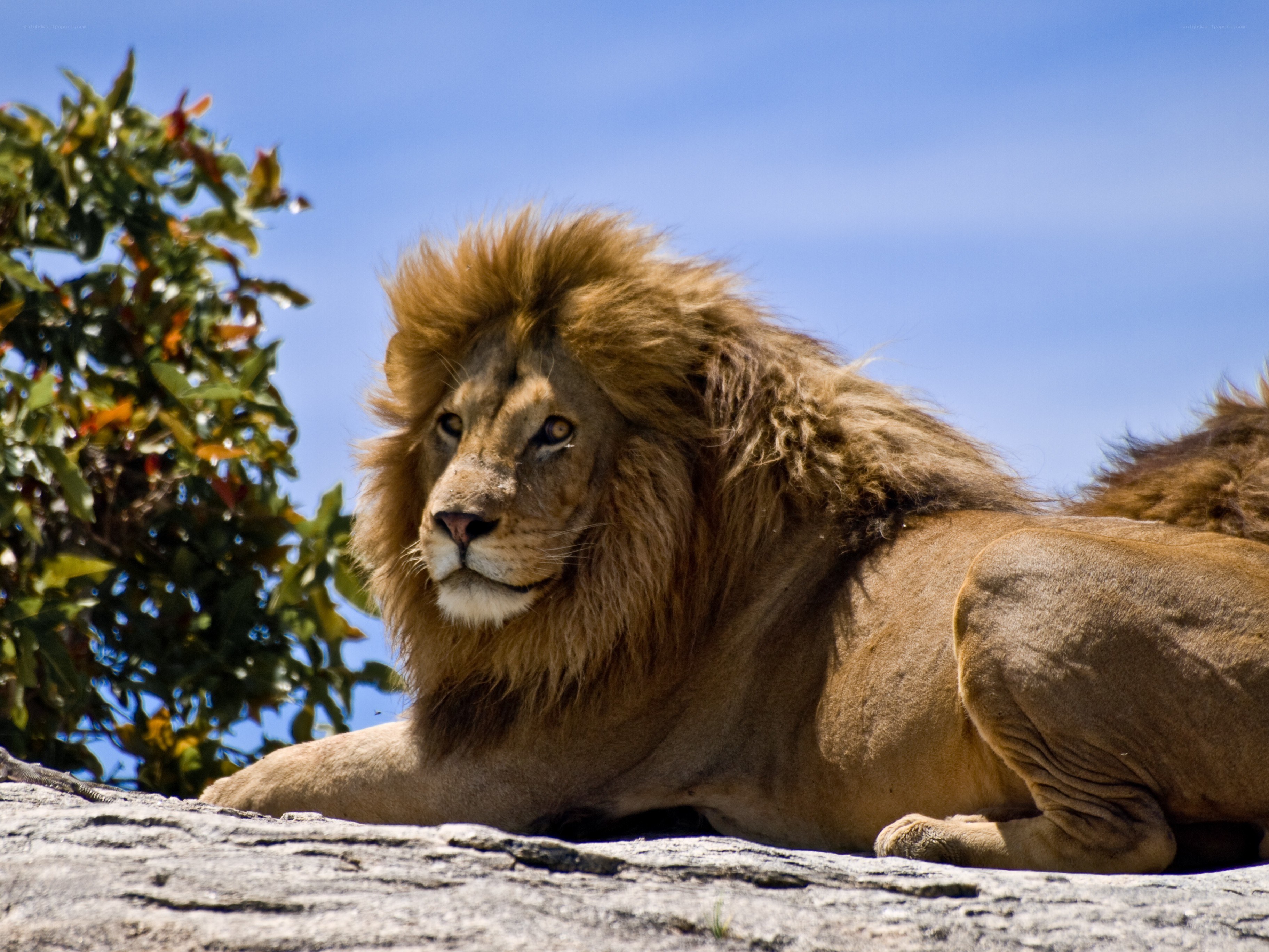 Lion resting on a rock
