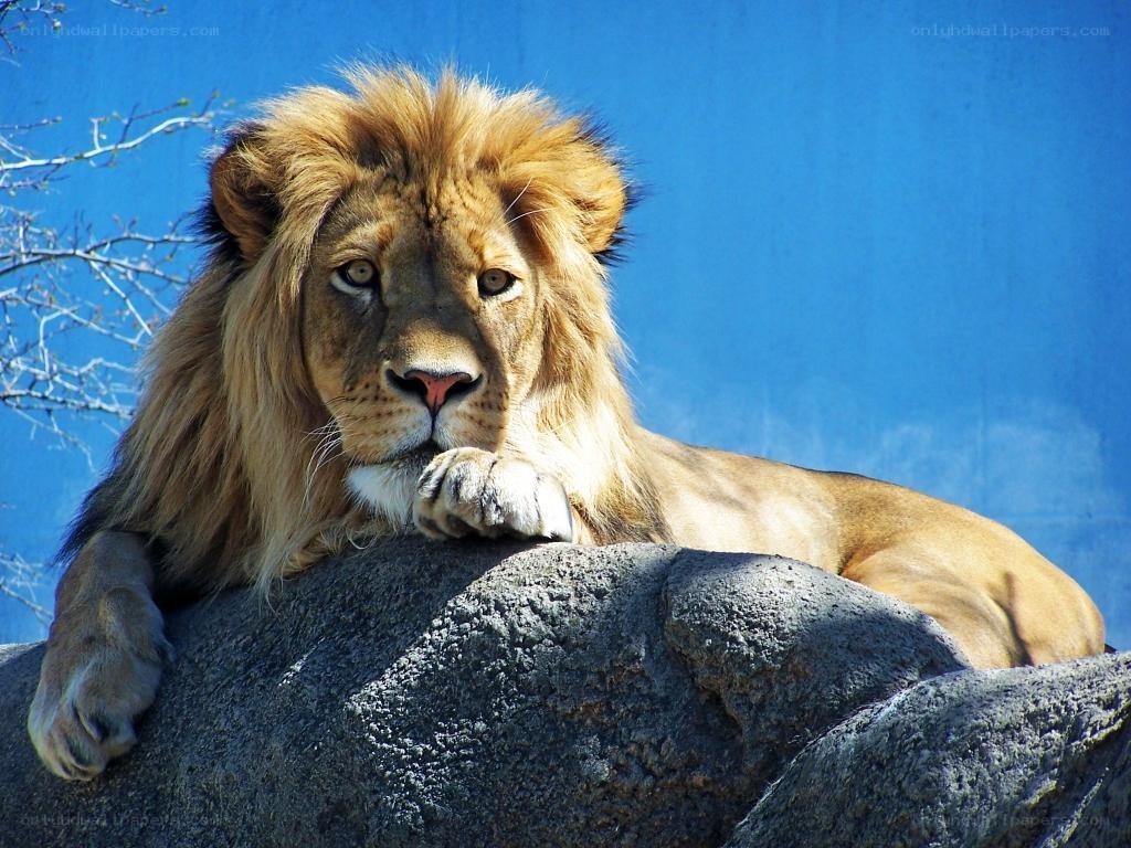 Lion resting on a rock