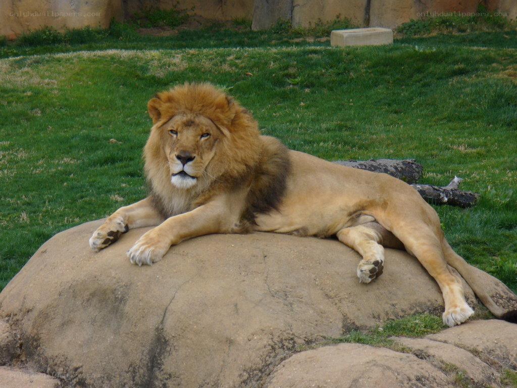 Lion resting on a rock
