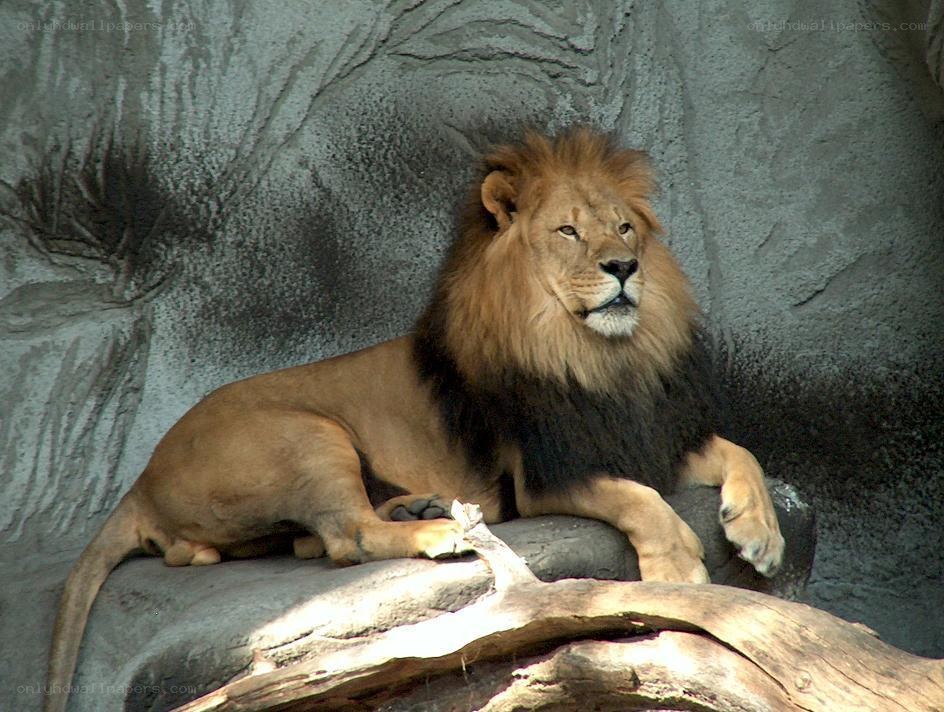 Lion resting on a rock