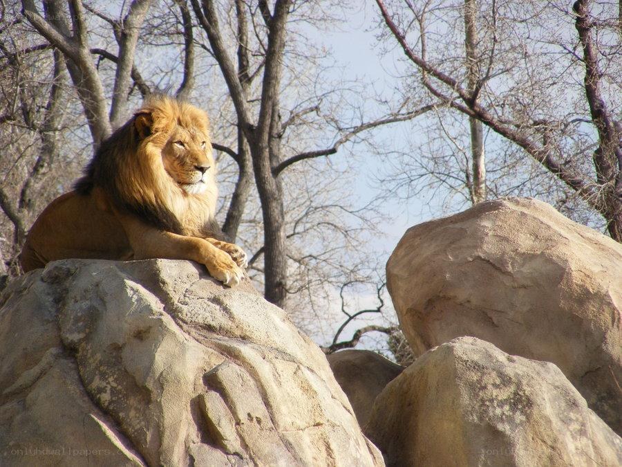 Lion resting on a rock
