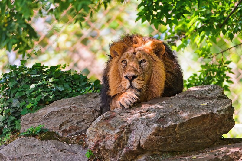 Lion resting on a rock