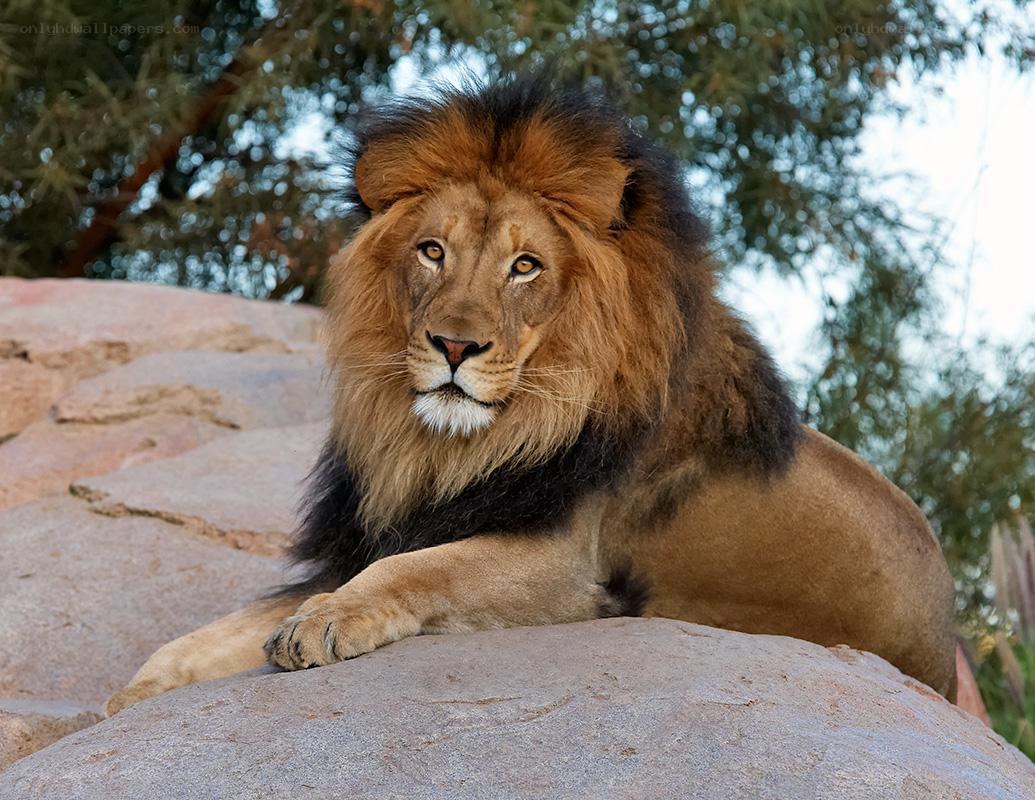 Lion resting on a rock