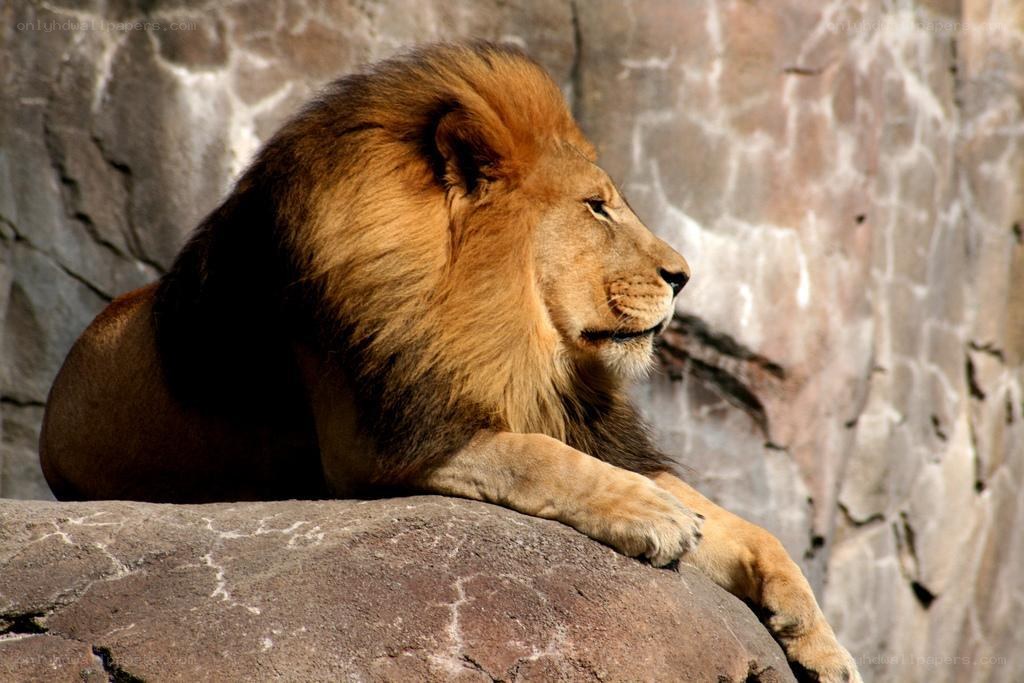 Lion resting on a rock