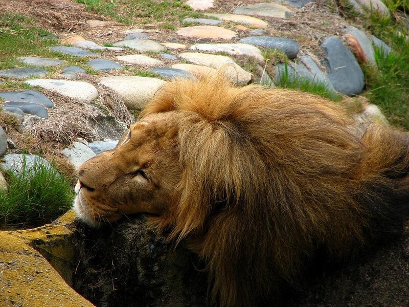 Lion resting on a rock