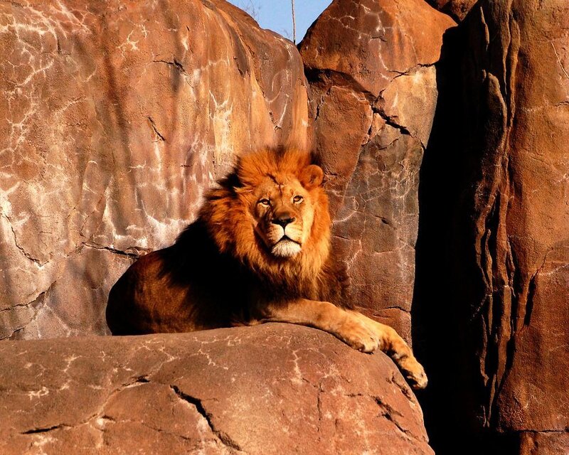Lion resting on a rock
