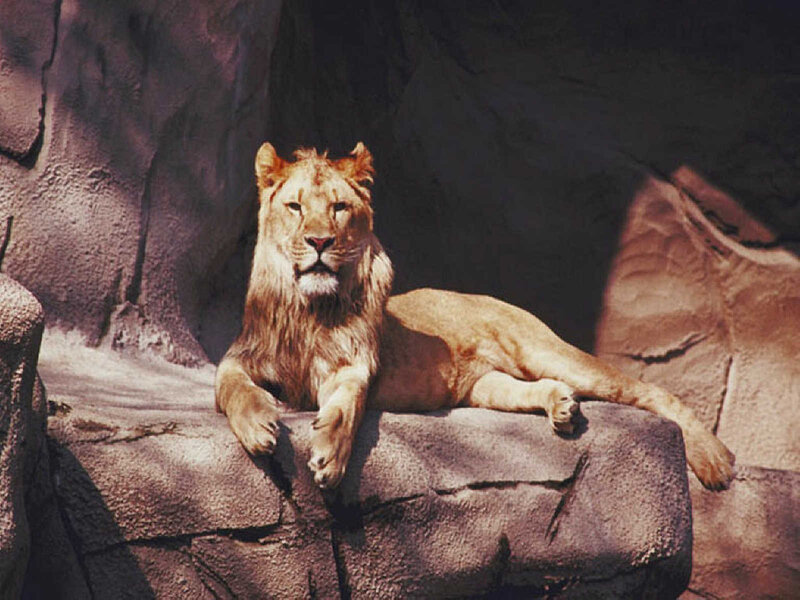 Lion resting on a rock