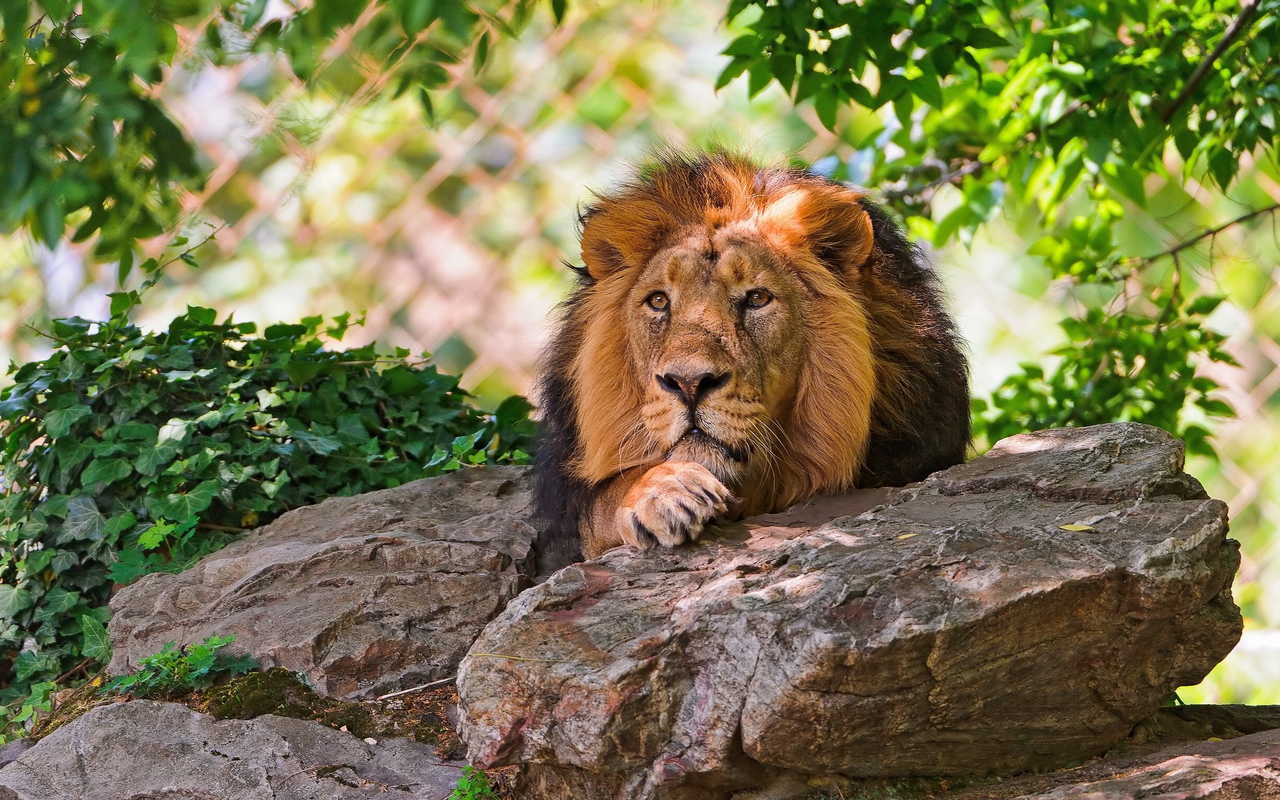 Lion resting on a rock