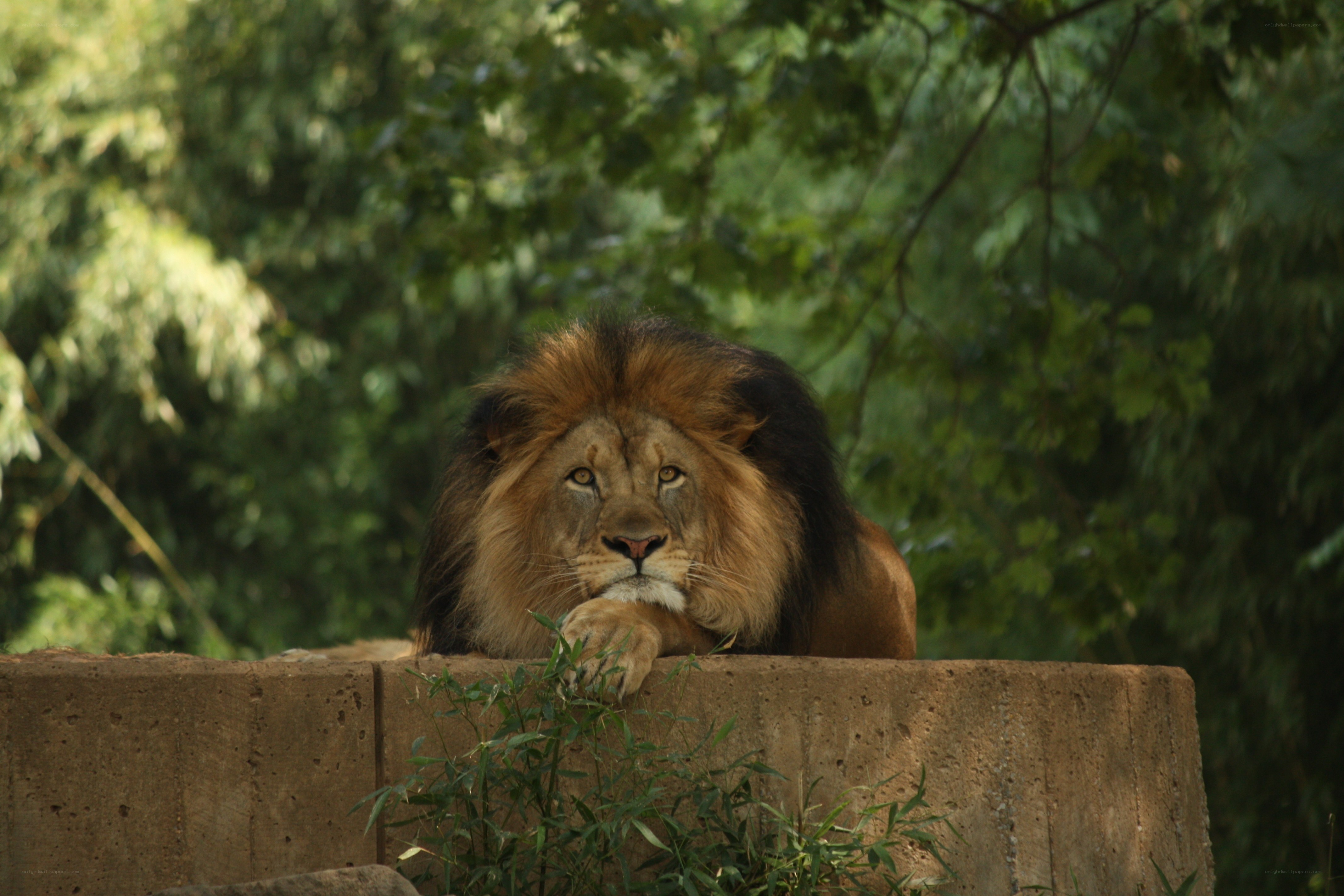 Lion resting on a wall
