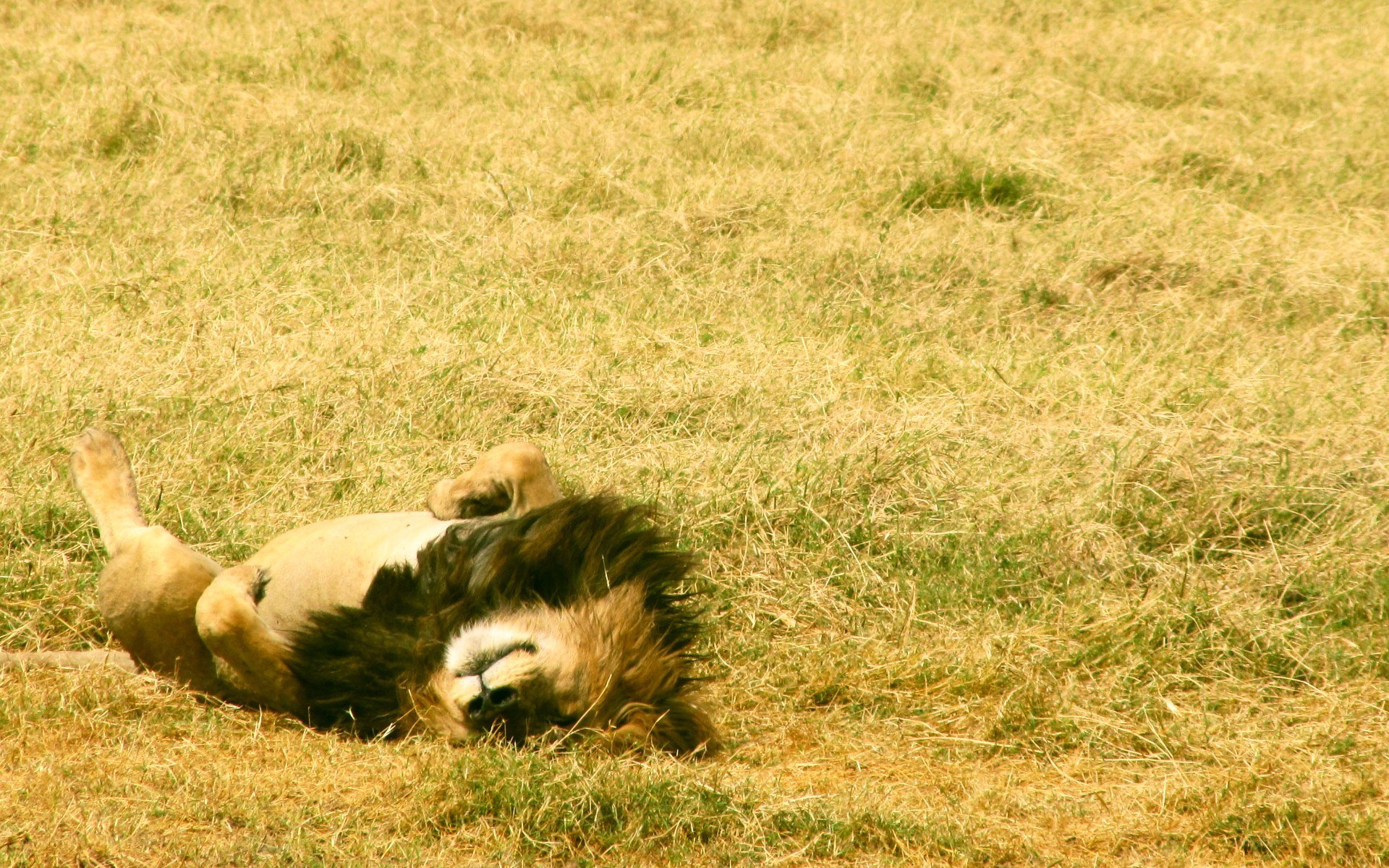 Lion resting on grass