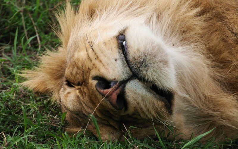 lion resting on grass
