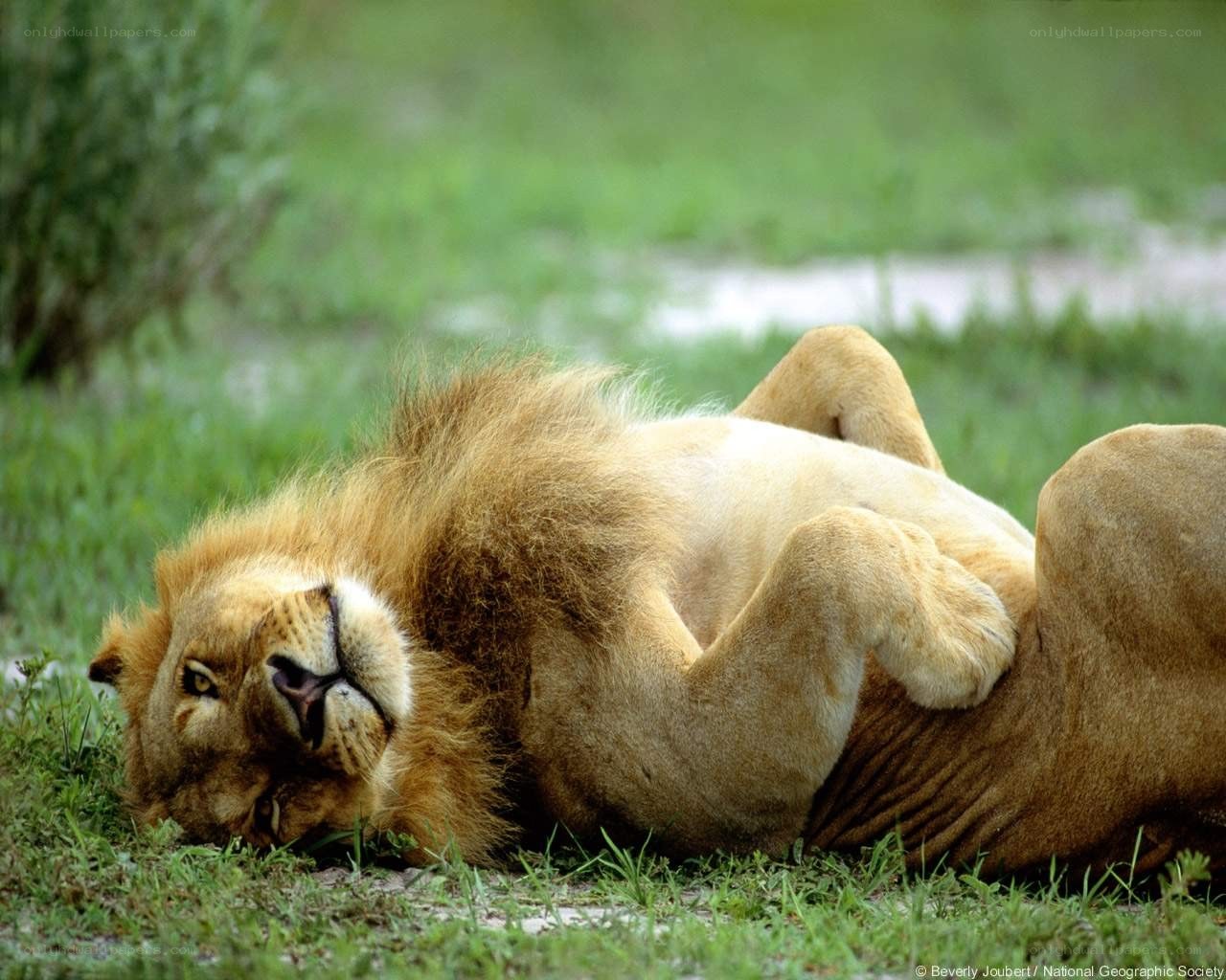 Lion resting on grass