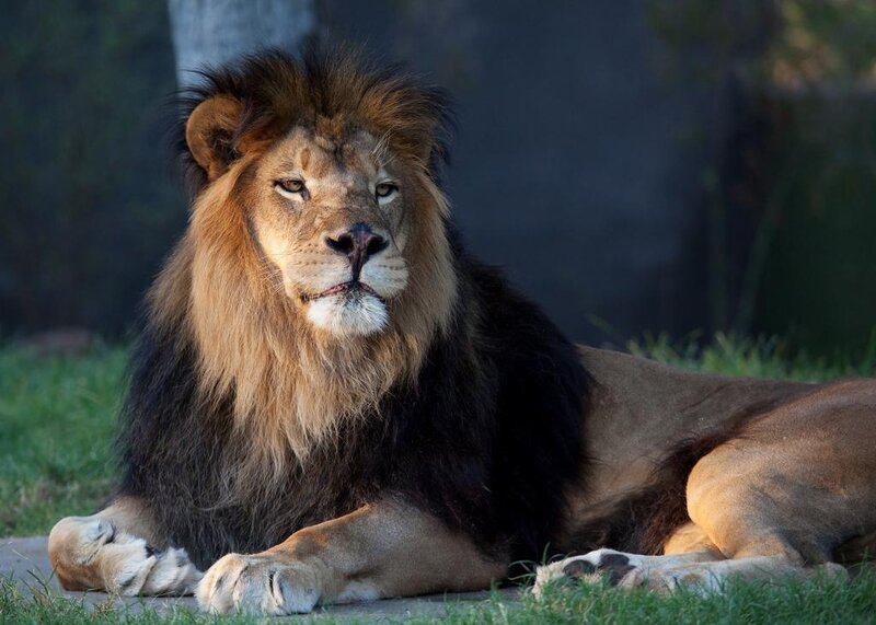 Lion resting on grass