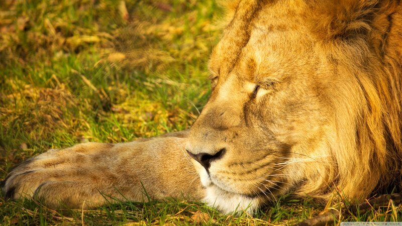 Lion Resting on Grass — Brown, Serene, Afternoon