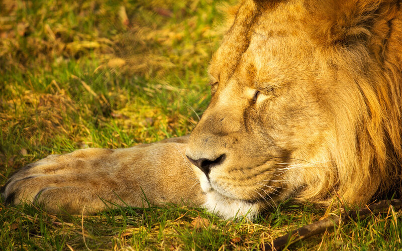 Lion Resting on Grass — Brown, Serene