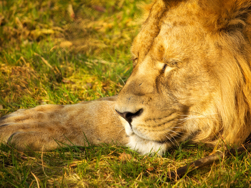 Lion Resting on Grass — Brown