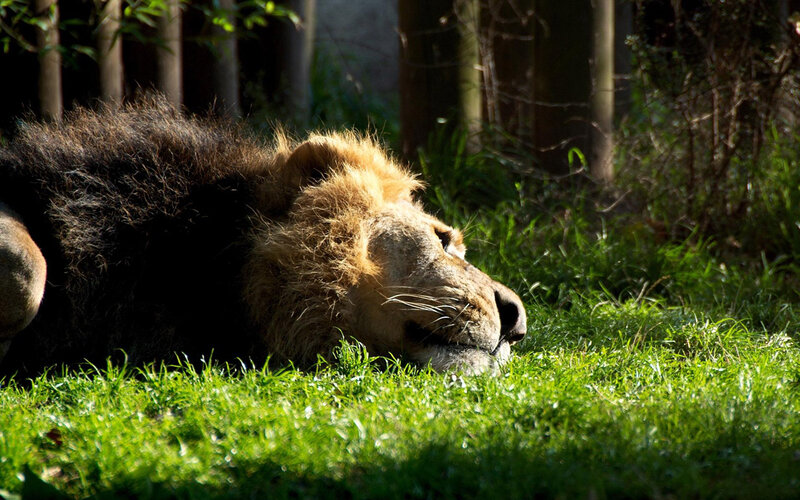 Lion Resting on Grass — Green, Serene