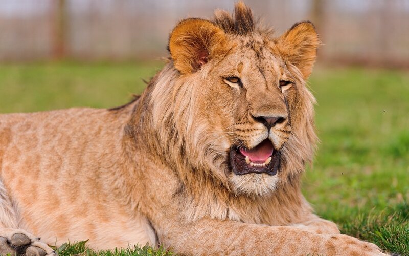 Lion resting on grass