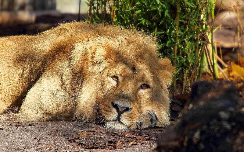 Lion Resting on Ground — Brown
