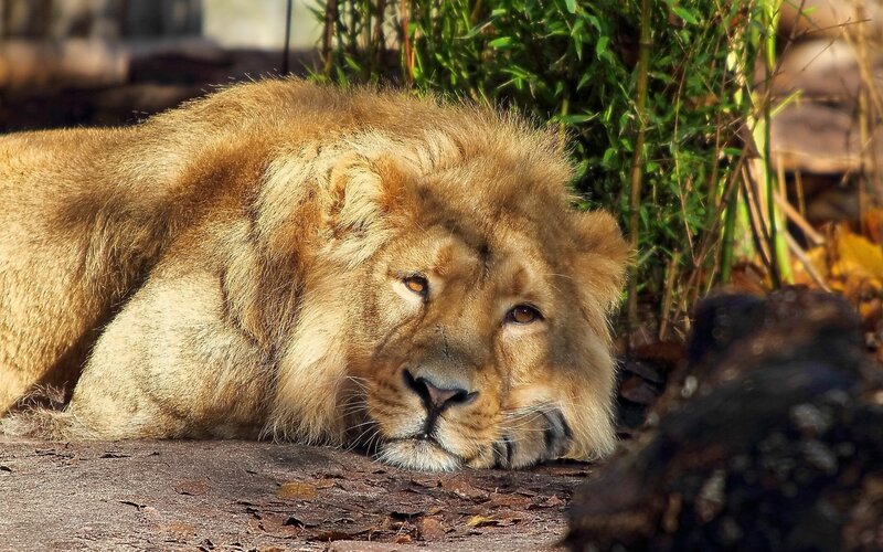 Lion Resting on Ground