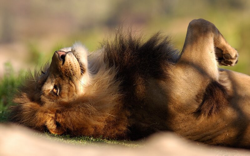 Lion resting on its back