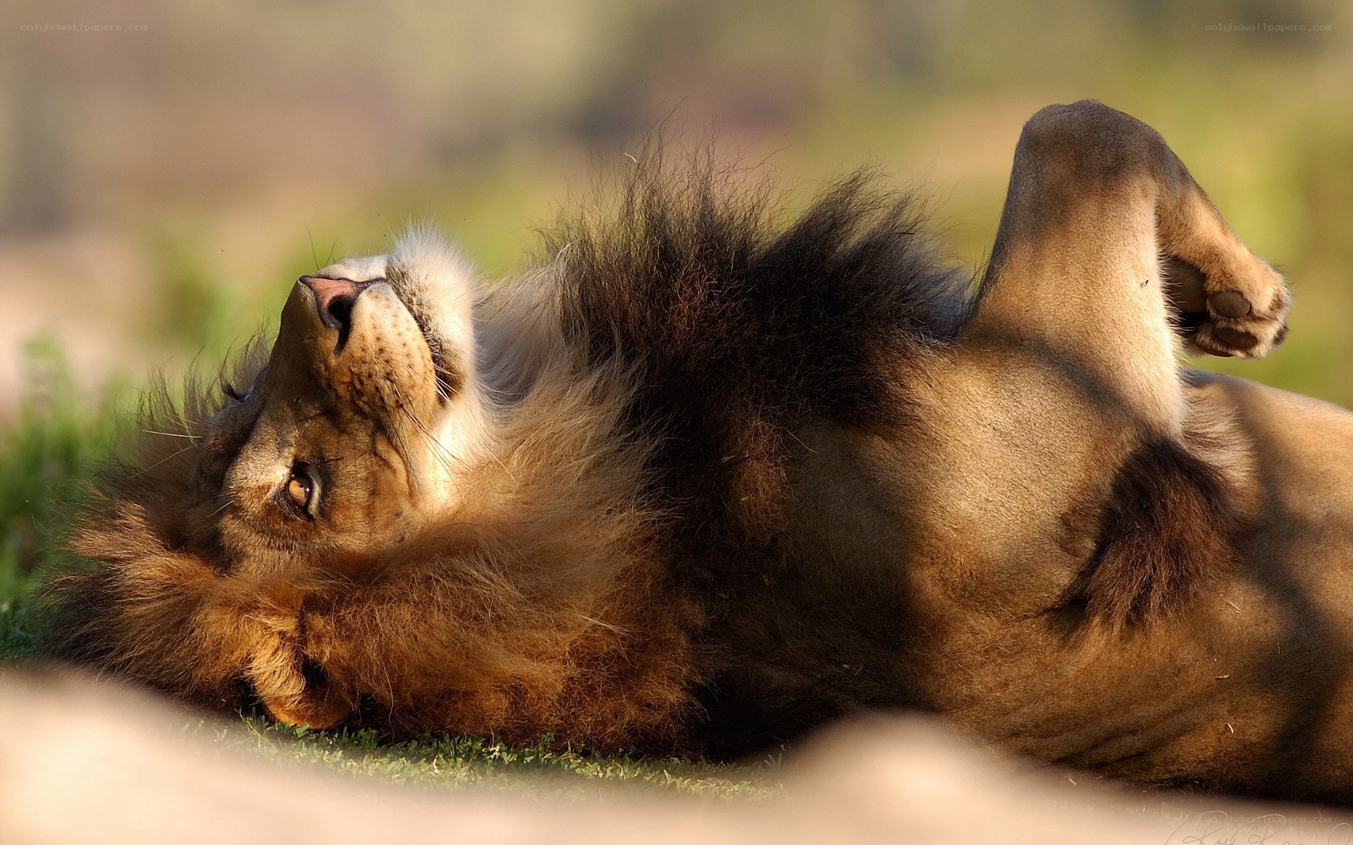 Lion resting on its back