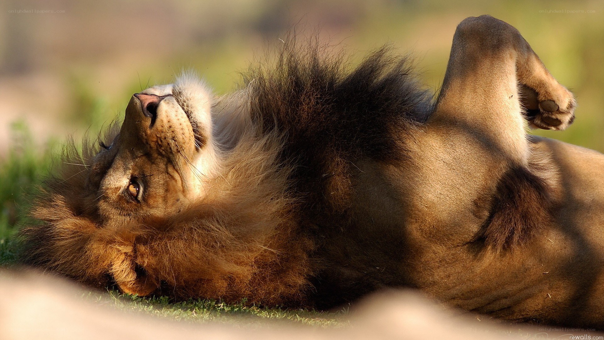 Lion resting on its back