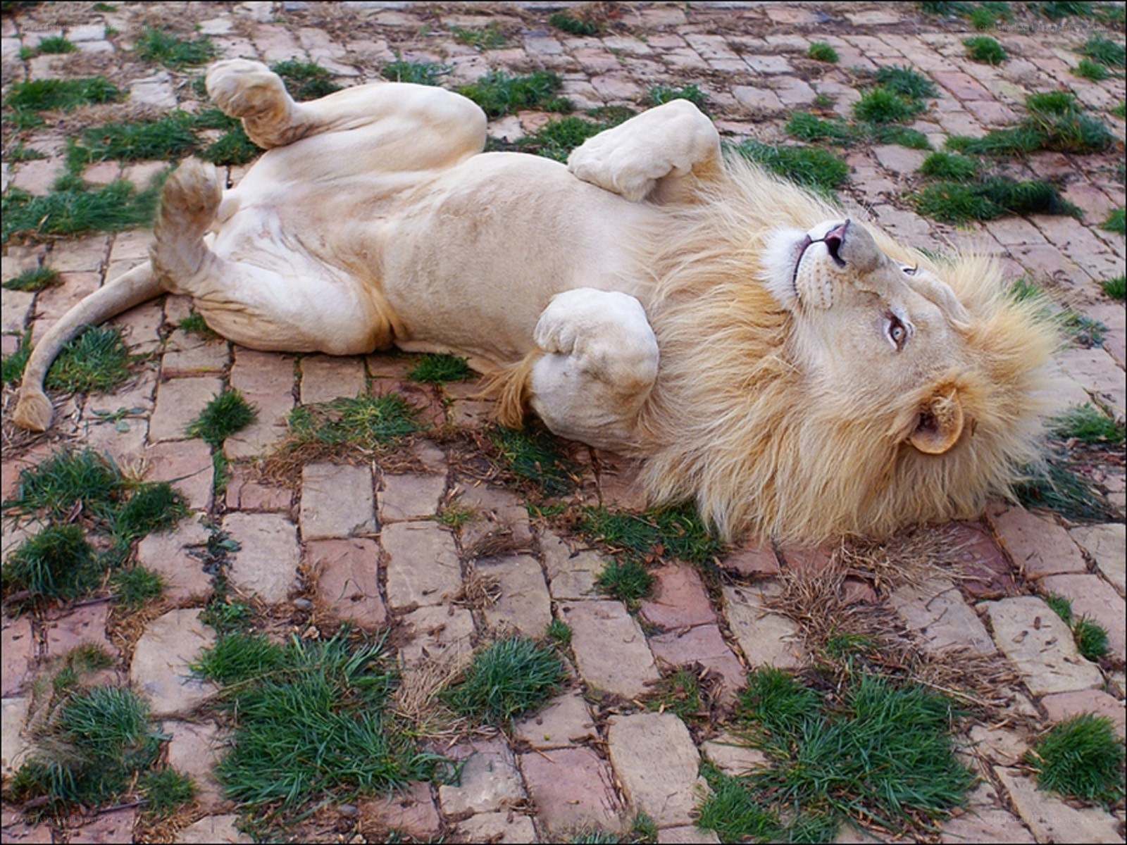 lion resting on its back