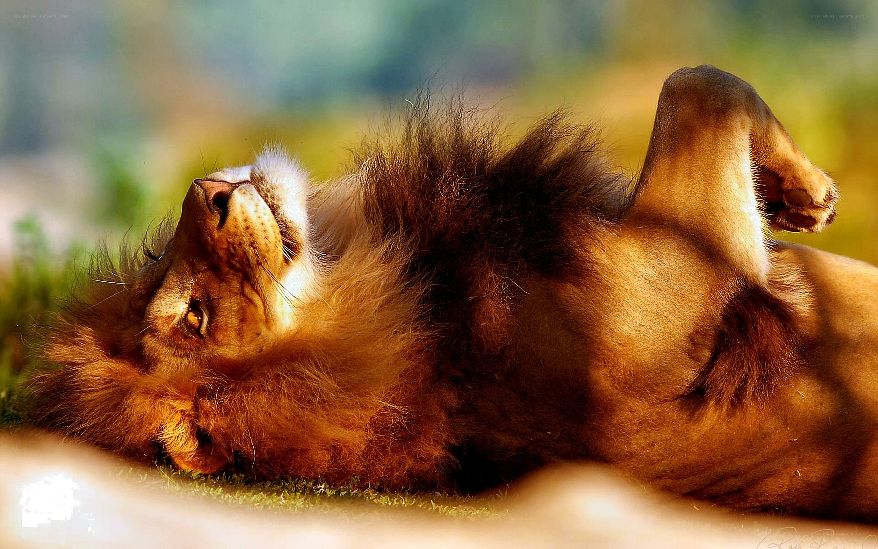 Lion resting on its back