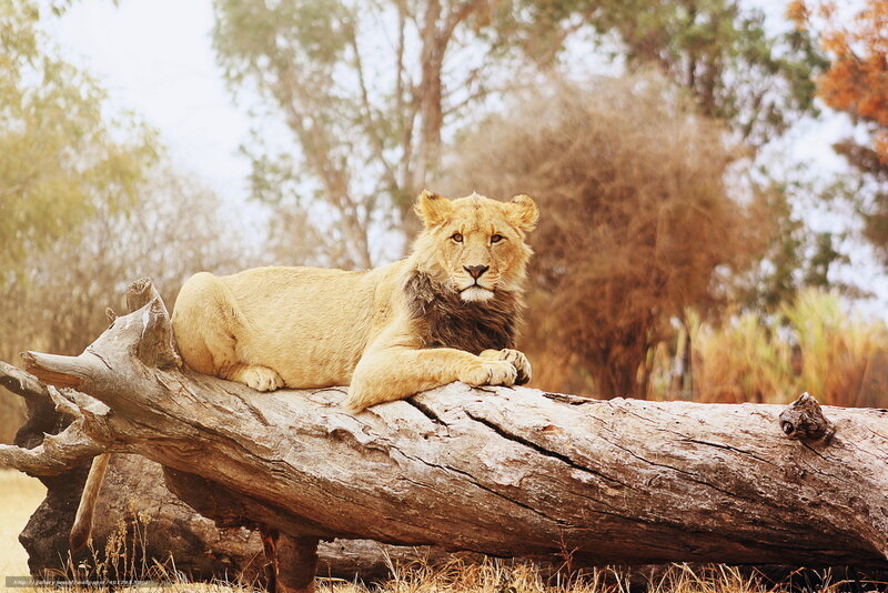 Lion Resting on Log — Brown