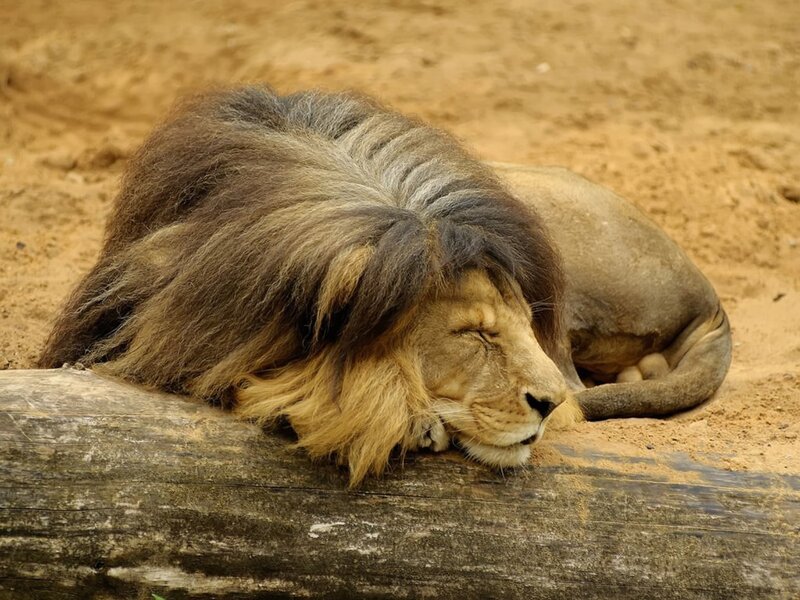 Lion resting on log