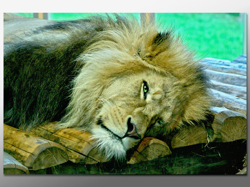 Lion Resting on Logs — Brown
