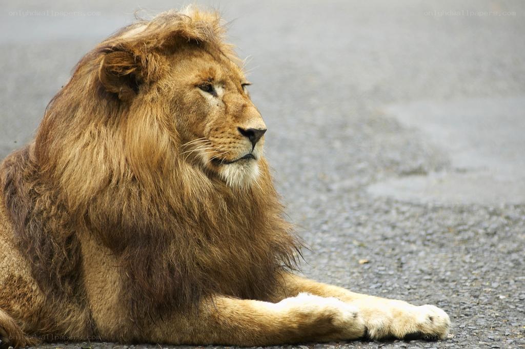 Lion resting on pavement