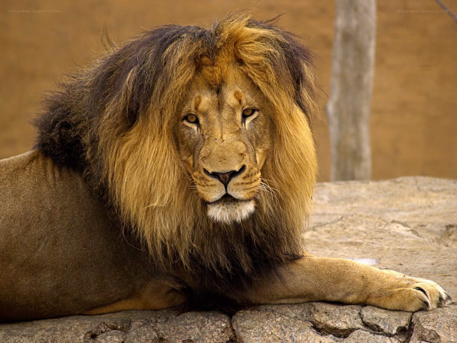 lion resting on rock