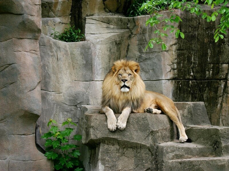 Lion resting on rock