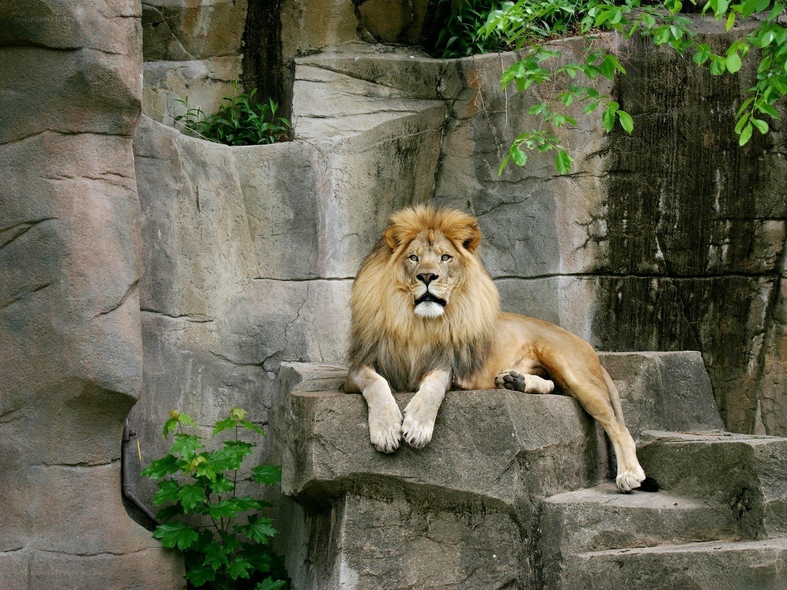 Lion resting on rock