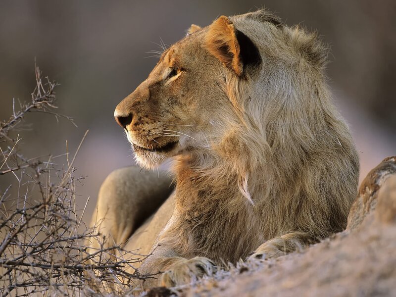 Lion Resting on Rock — Brown, Calm, Afternoon, Photograph, Bush, Grass