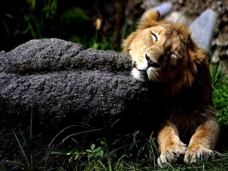 Lion Resting on Rock — Brown