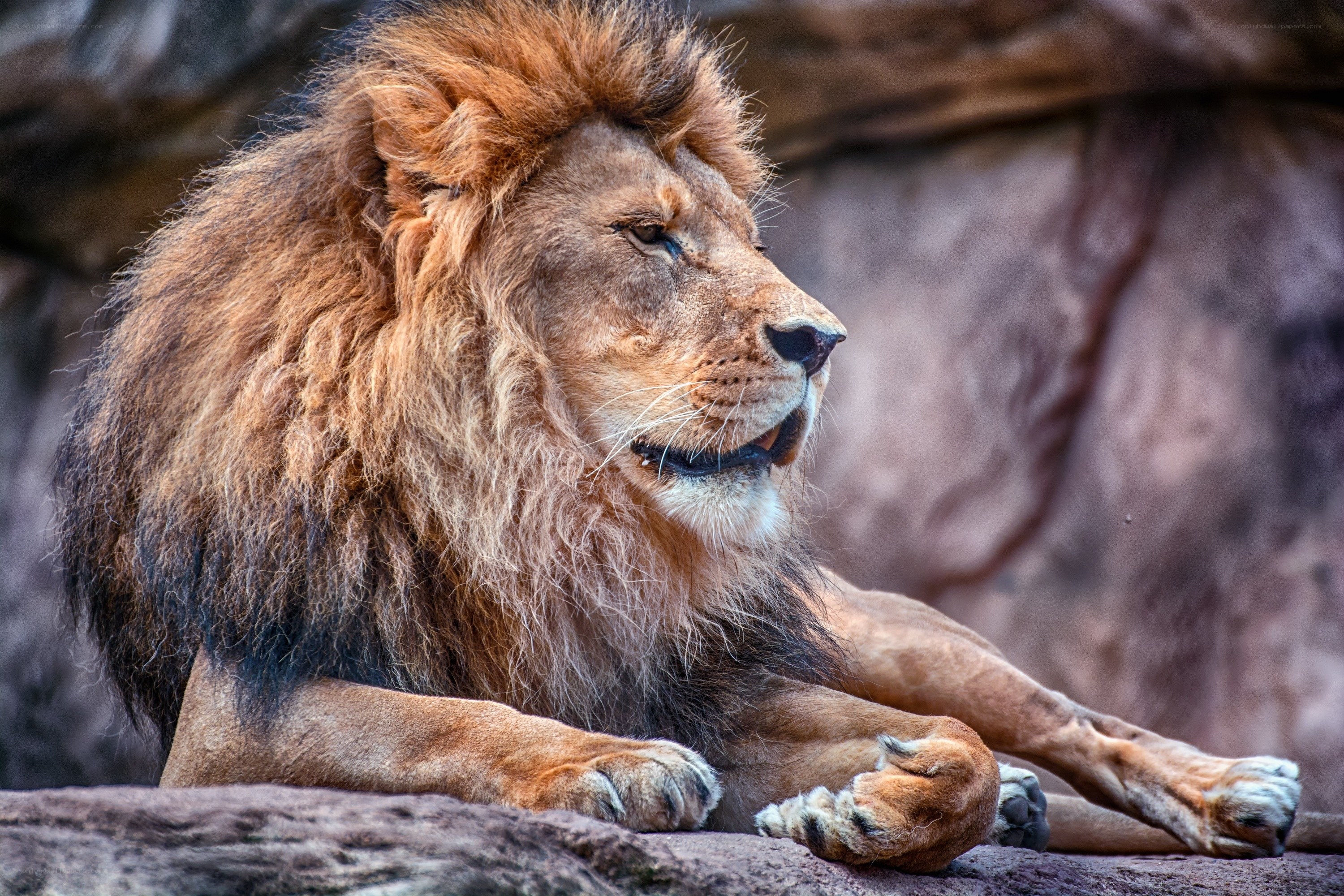 Lion resting on rock