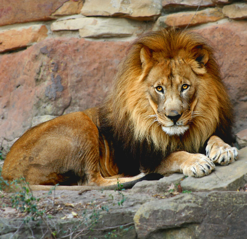 Lion resting on rocks