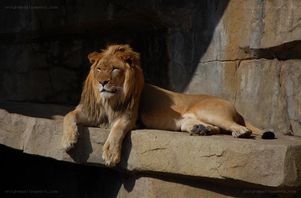 Lion resting on stone ledge