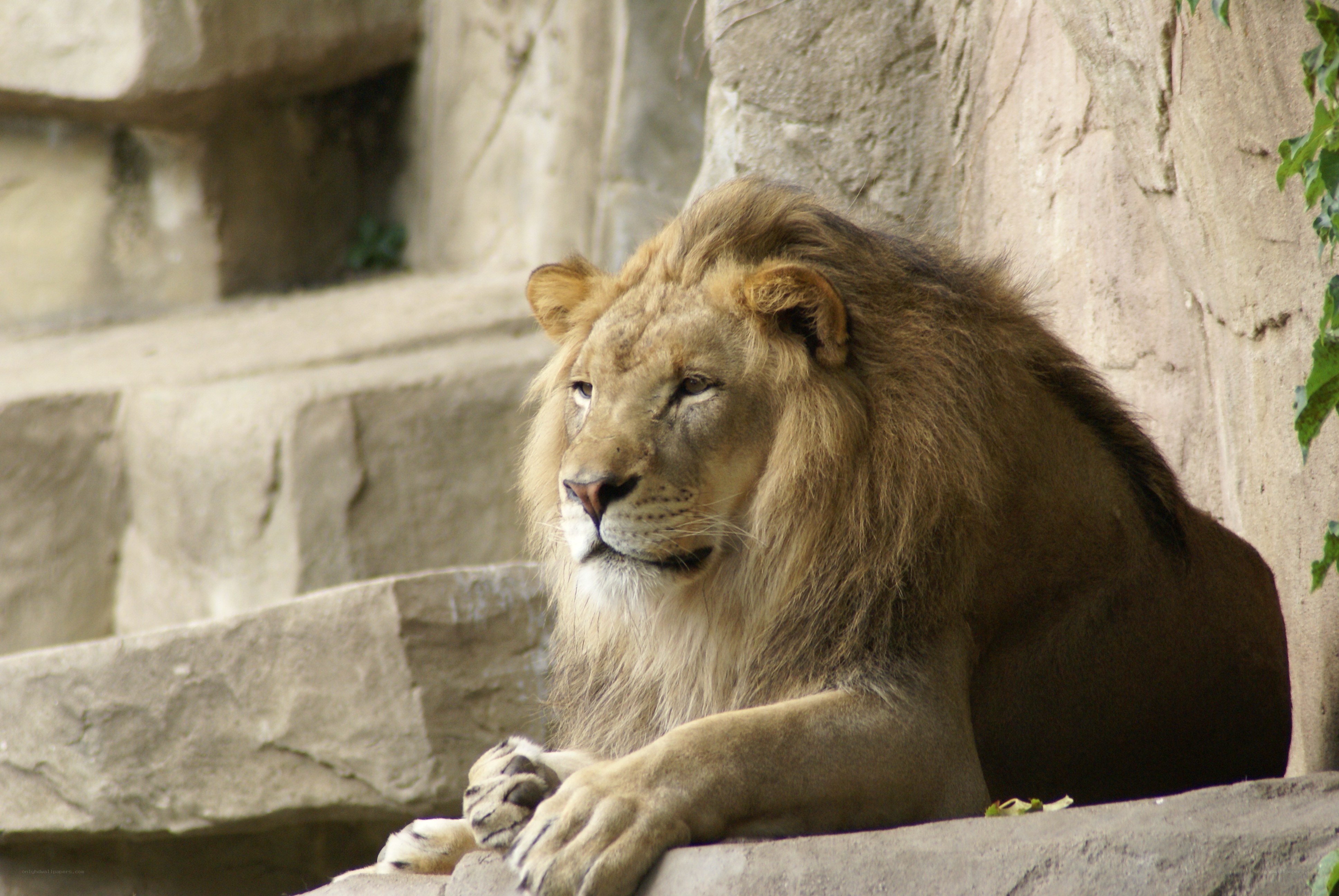 Lion resting on stone