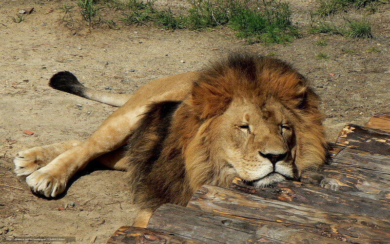 Lion resting on wooden logs