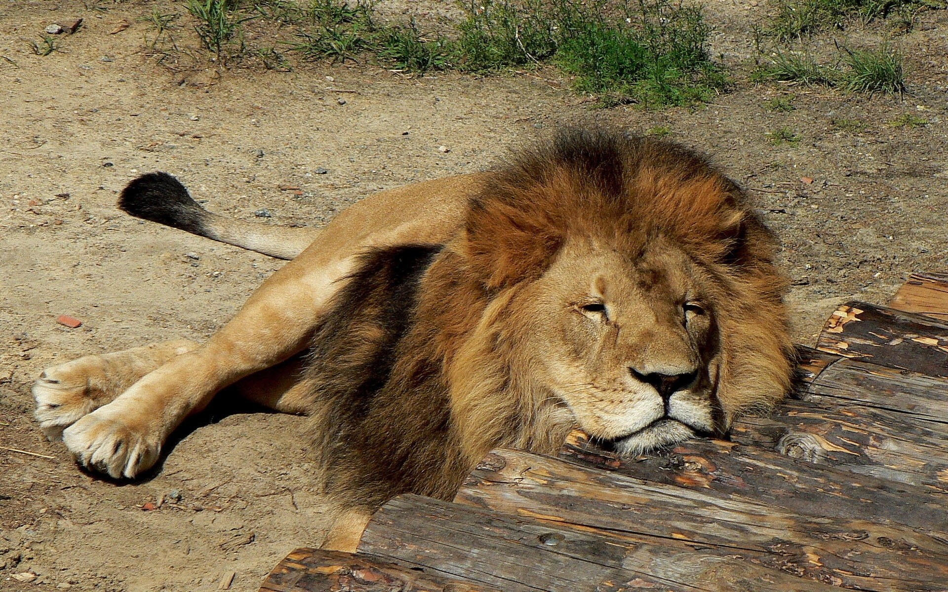 Lion resting on wooden logs