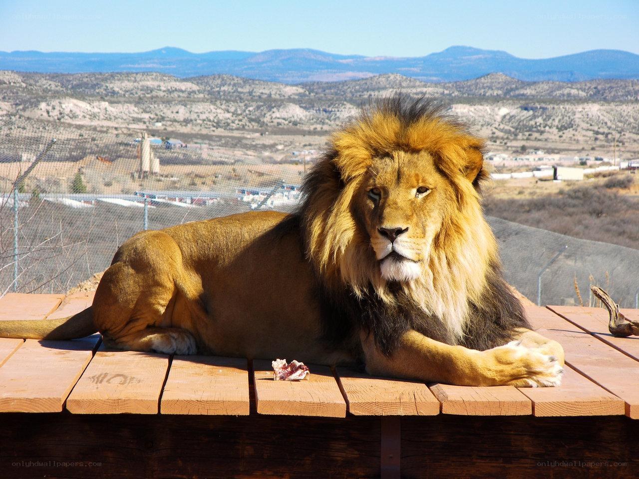 Lion resting on wooden platform
