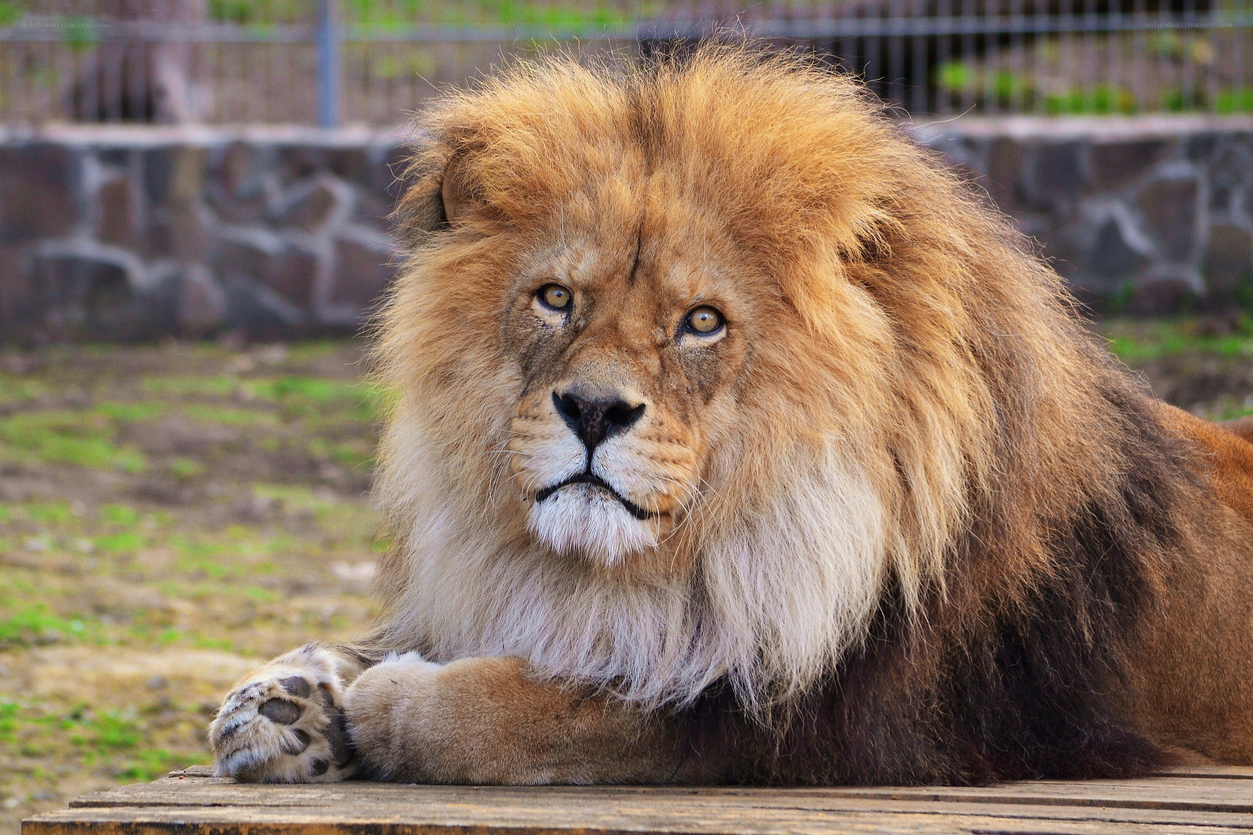 Lion resting on wooden platform