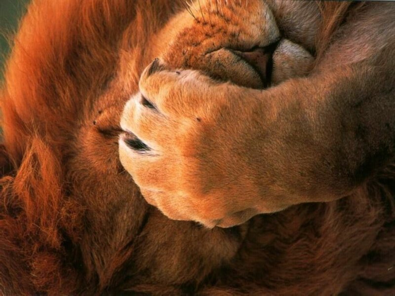 Lion resting peacefully