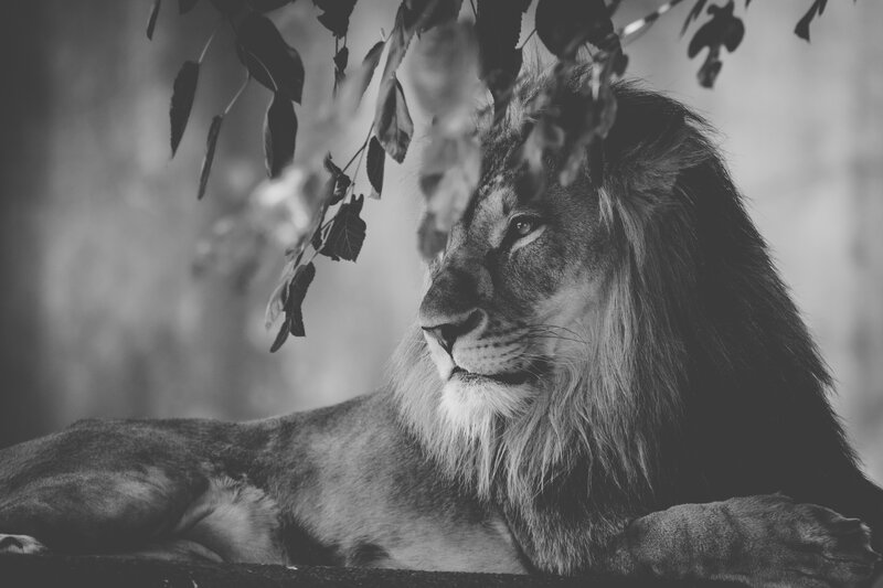 Lion Resting under Leaves