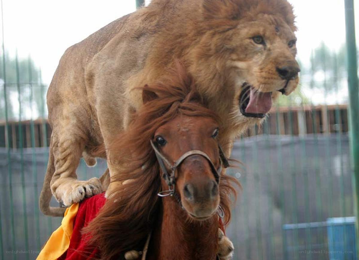 Lion riding a horse